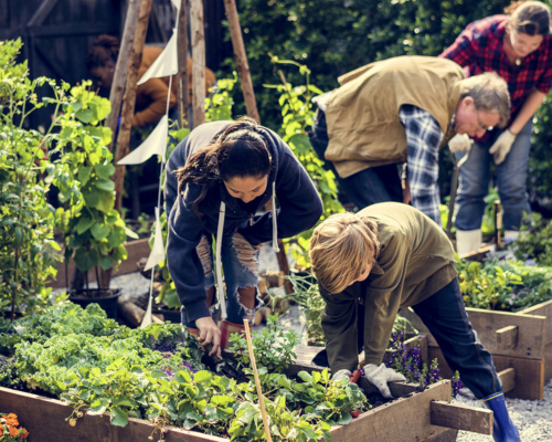 Image showing a group of people in a community garden with raised beds of plants and vegetables, busy gardening.