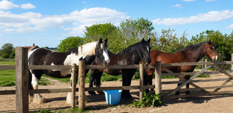A photo of three of The Heard Therapy's horses in an outdoor yard. They're standing by a fence.