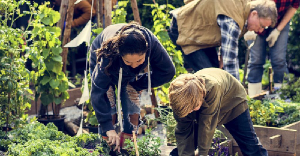Image showing a group of people in a community garden with raised beds of plants and vegetables, busy gardening.