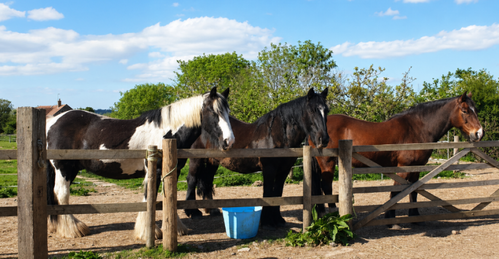 A photo of three of The Heard Therapy's horses in an outdoor yard. They're standing by a fence.